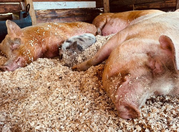 Beara Farm Animal Sanctuary