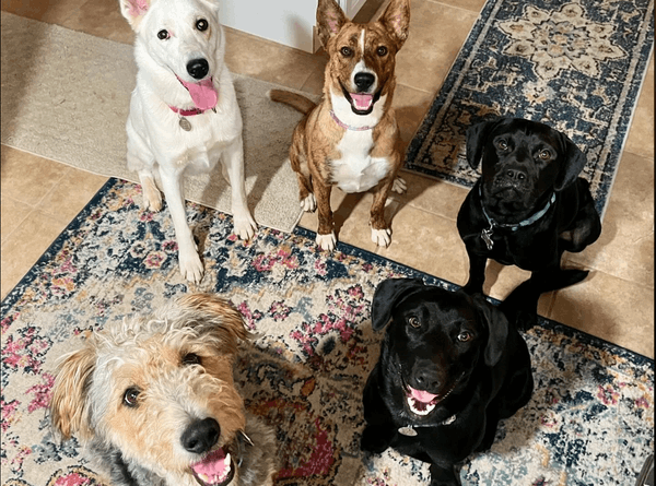Arrow's Landing Animal Rescue