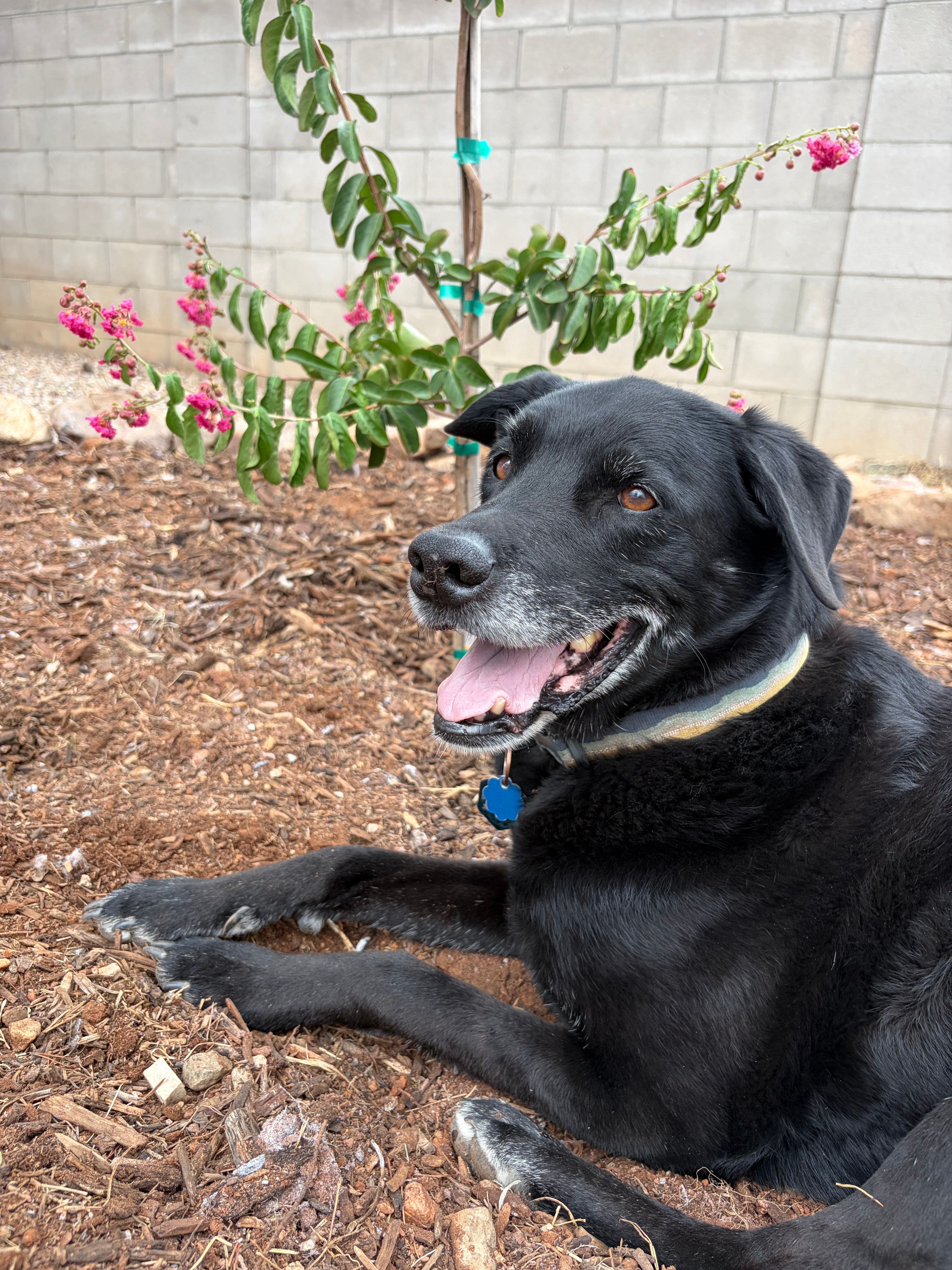 Arrow's Landing Animal Rescue