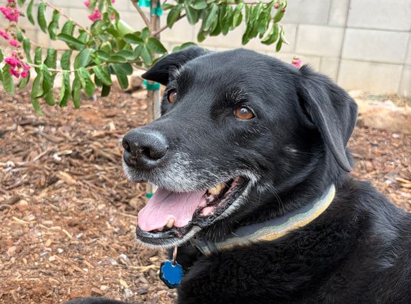 Arrow's Landing Animal Rescue