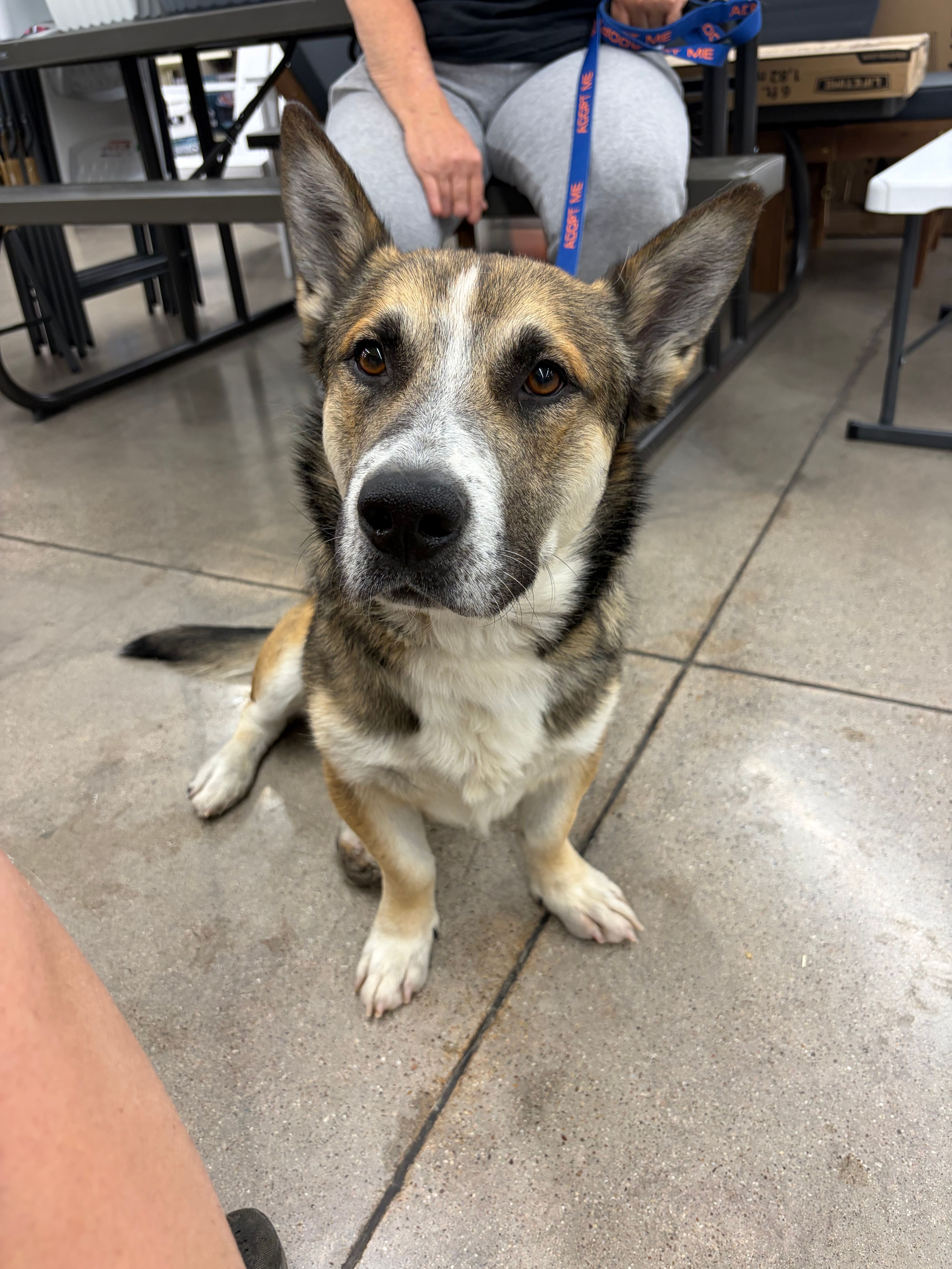 Arrow's Landing Animal Rescue