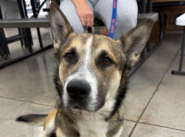 Arrow's Landing Animal Rescue