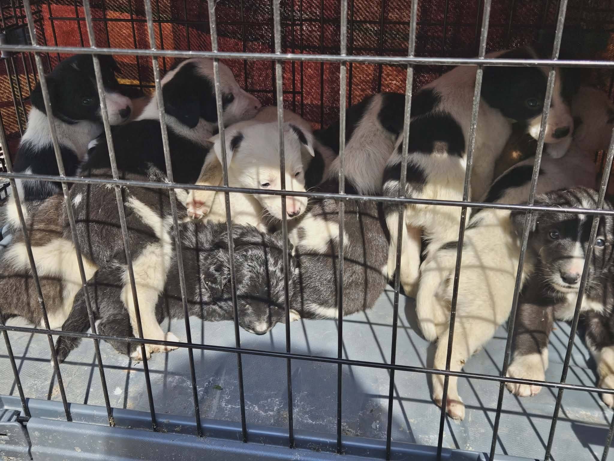 Santapawsbulgarianrescue