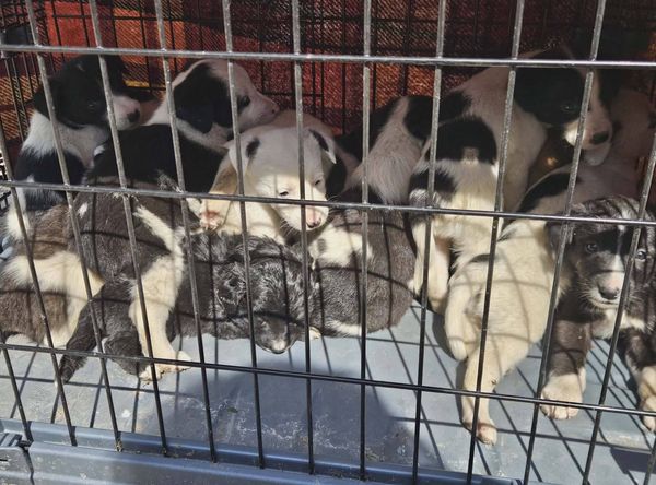 Santapawsbulgarianrescue