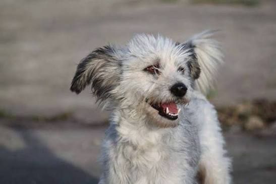 Santapawsbulgarianrescue