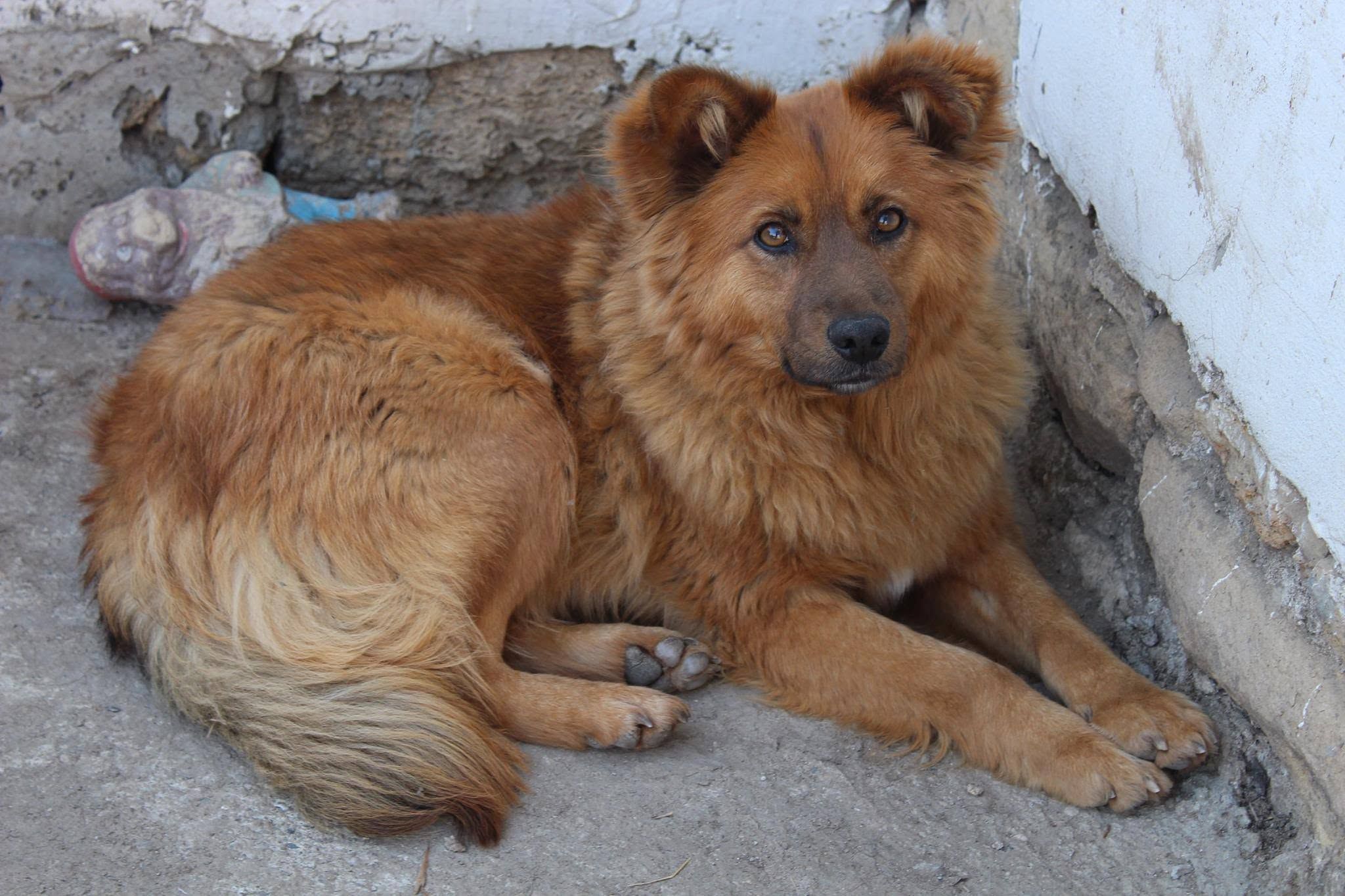 Santapawsbulgarianrescue