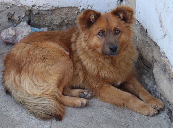 Santapawsbulgarianrescue