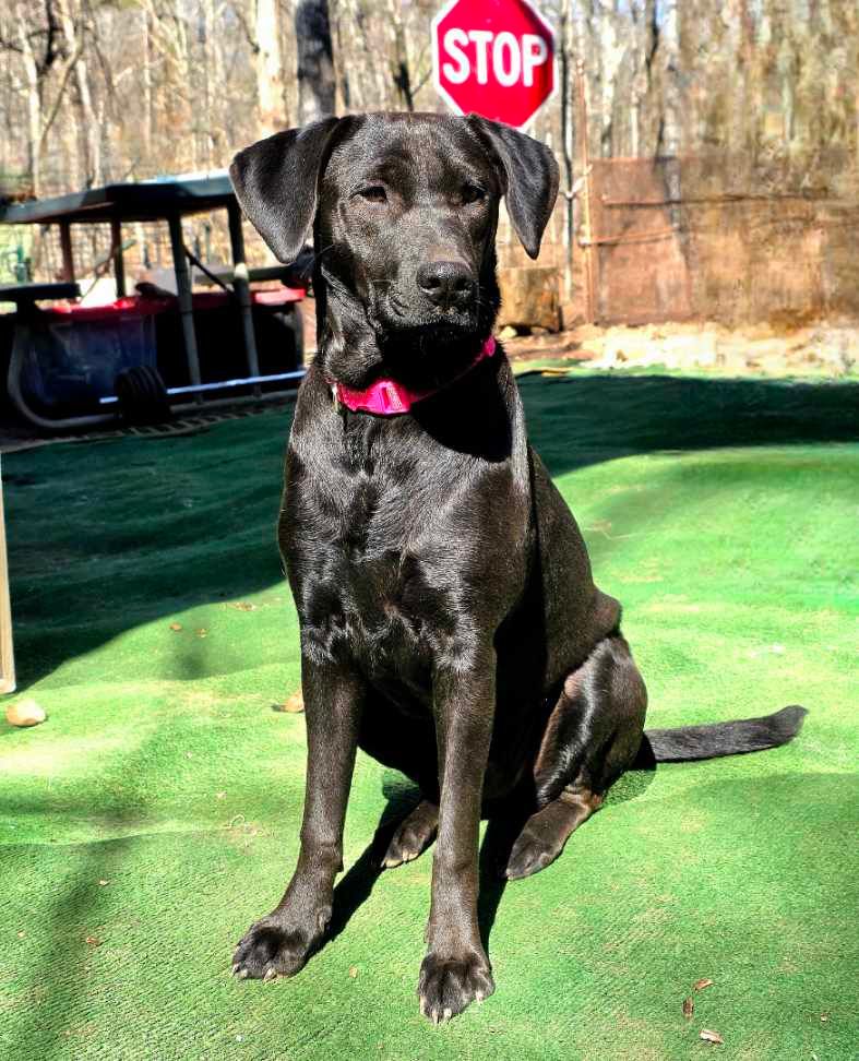 Heroes Haven Service Dogs