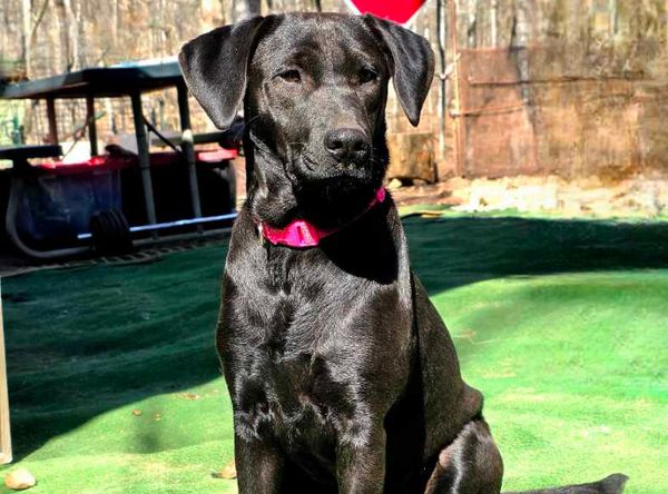 Heroes Haven Service Dogs