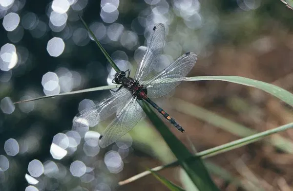 Buglife - the Invertebrate Conservation Trust