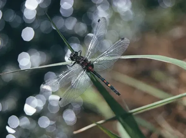 Buglife - the Invertebrate Conservation Trust