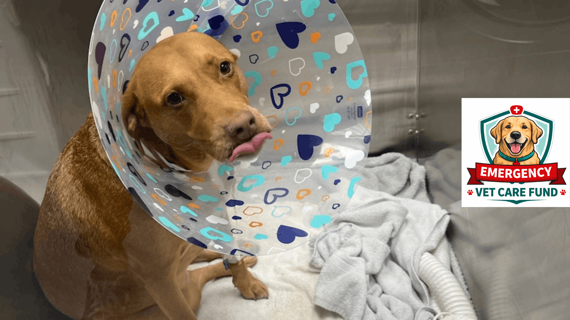 Hope Paws Support Fund