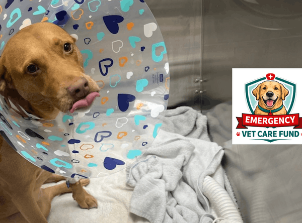 Hope Paws Support Fund