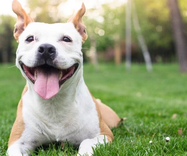 Hope Paws Support Fund