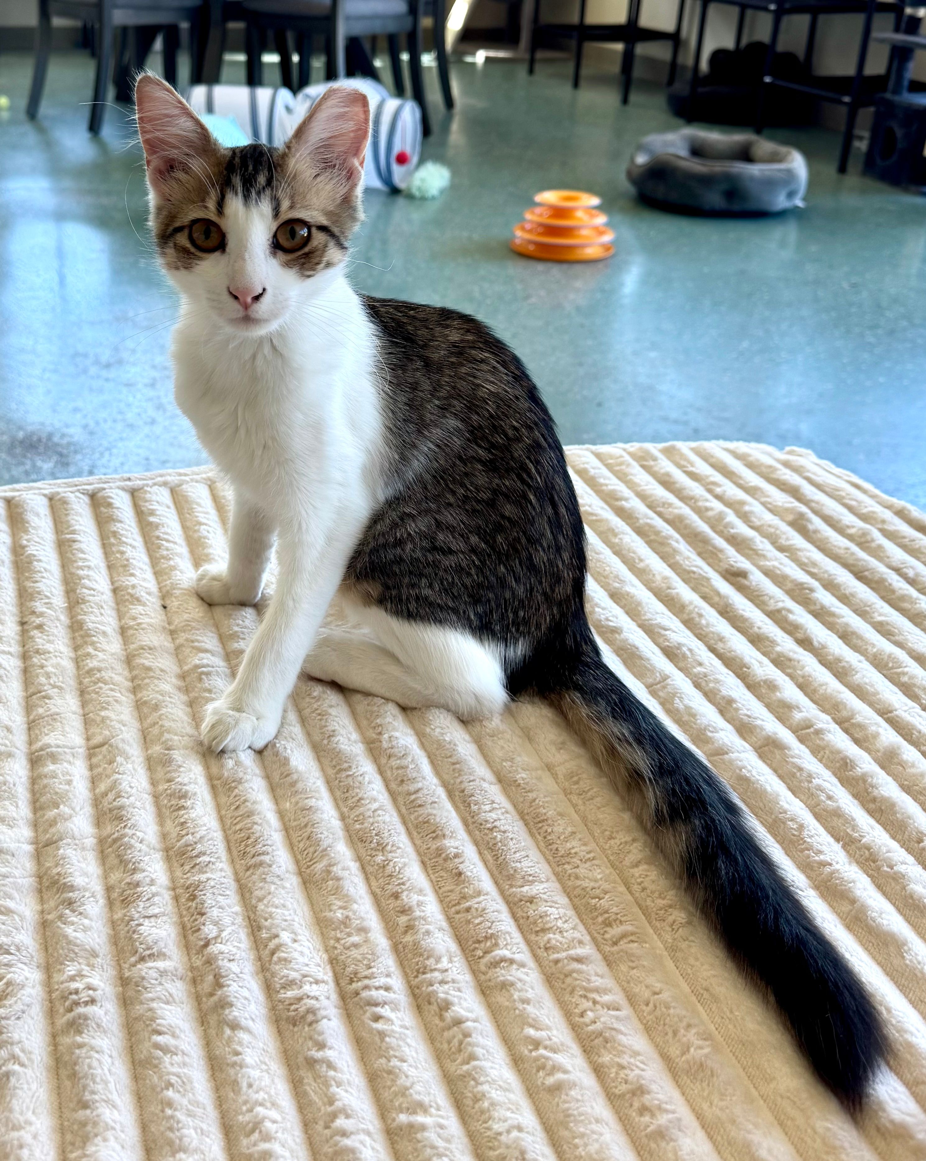 Purradise Ridge Cat Lounge