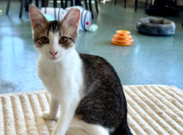 Purradise Ridge Cat Lounge