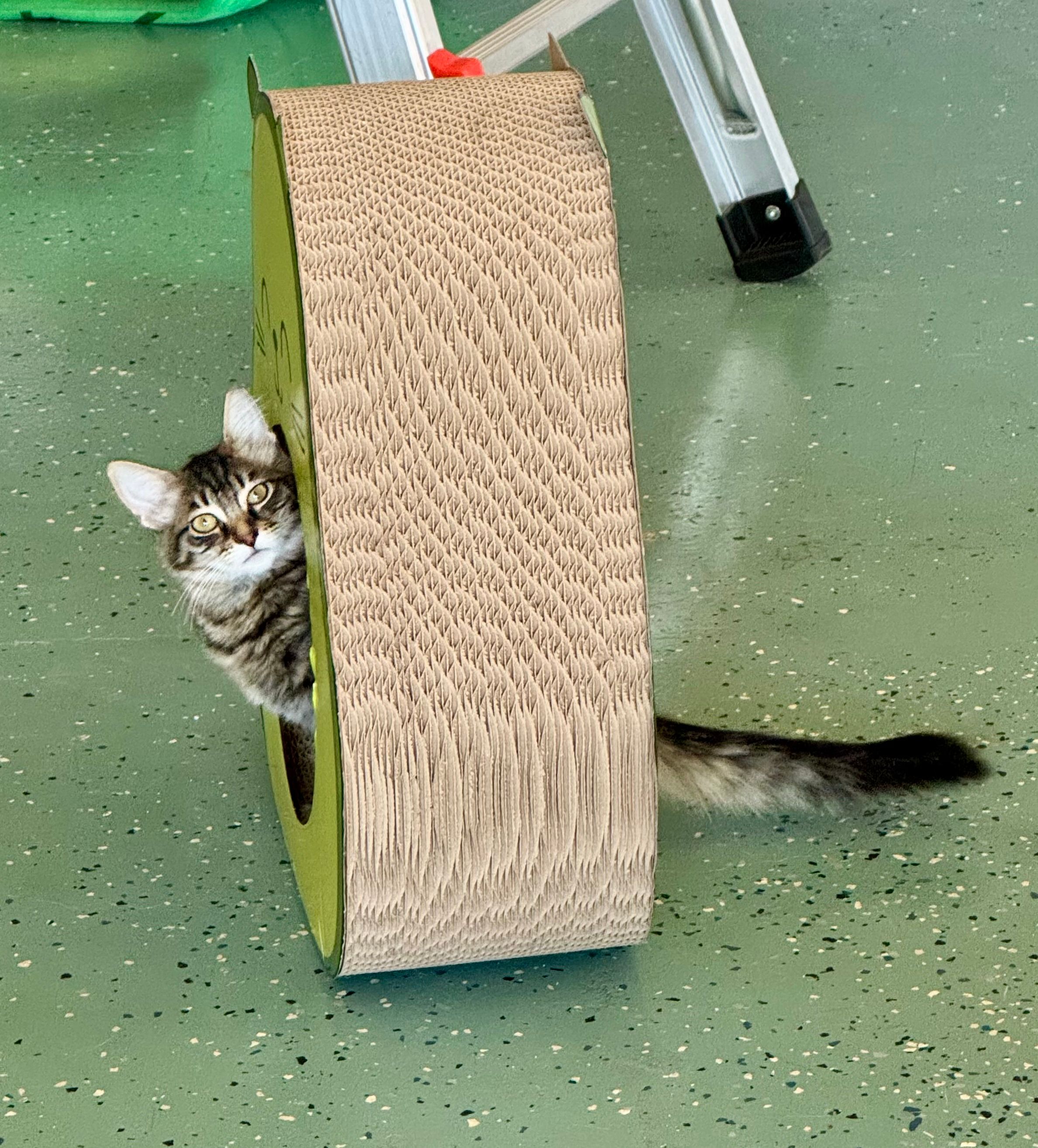 Purradise Ridge Cat Lounge