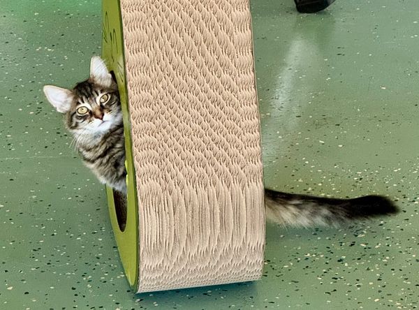 Purradise Ridge Cat Lounge