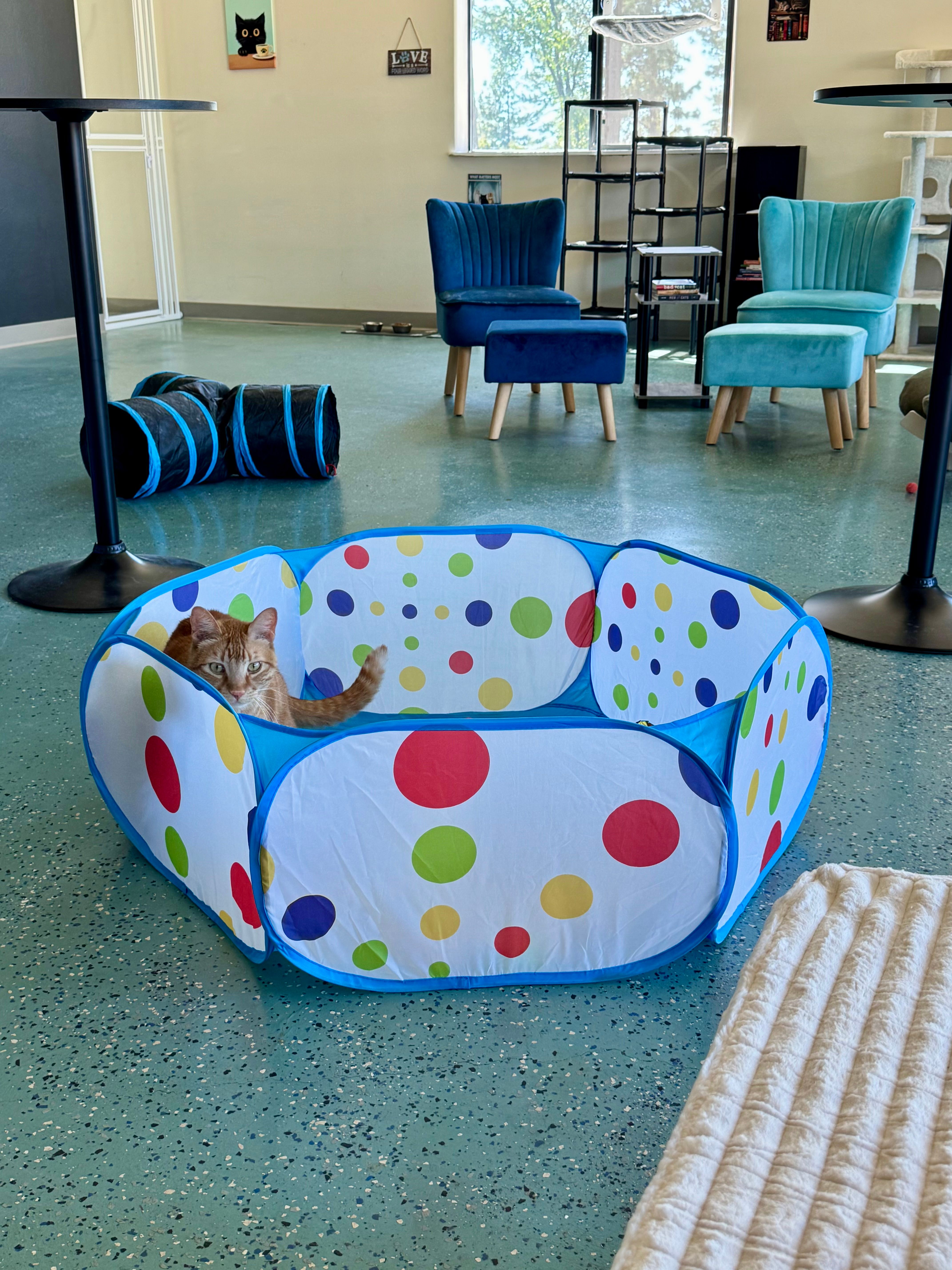 Purradise Ridge Cat Lounge