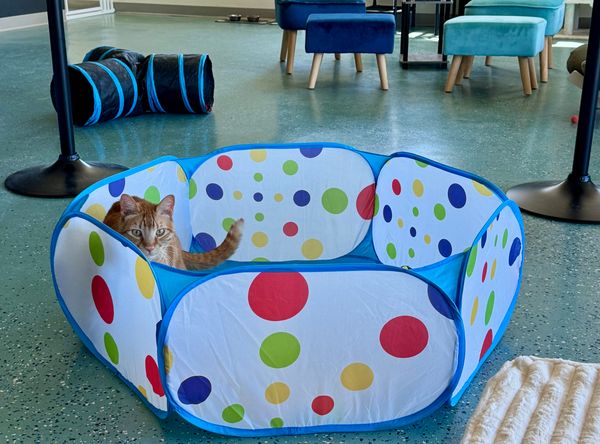 Purradise Ridge Cat Lounge