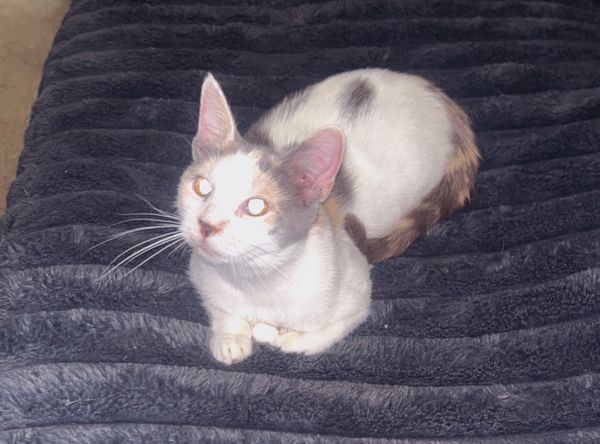 Kozy Kitties