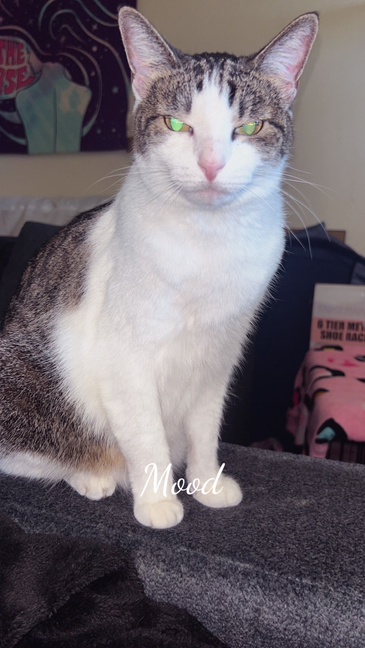 Kozy Kitties