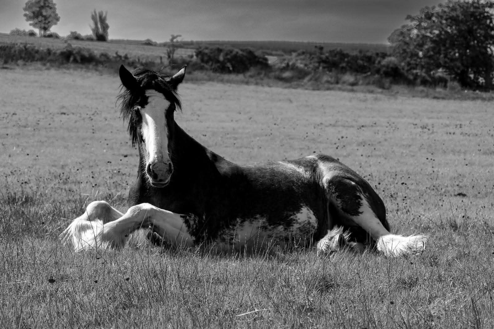 The Calm Clydesdale Therapeutic Centre SCIO