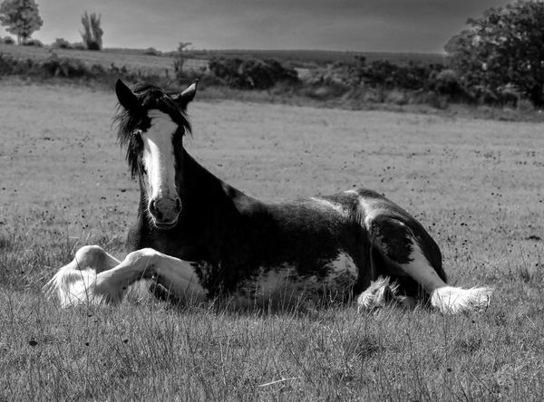 The Calm Clydesdale Therapeutic Centre SCIO
