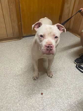 Panola County Dog Rescue