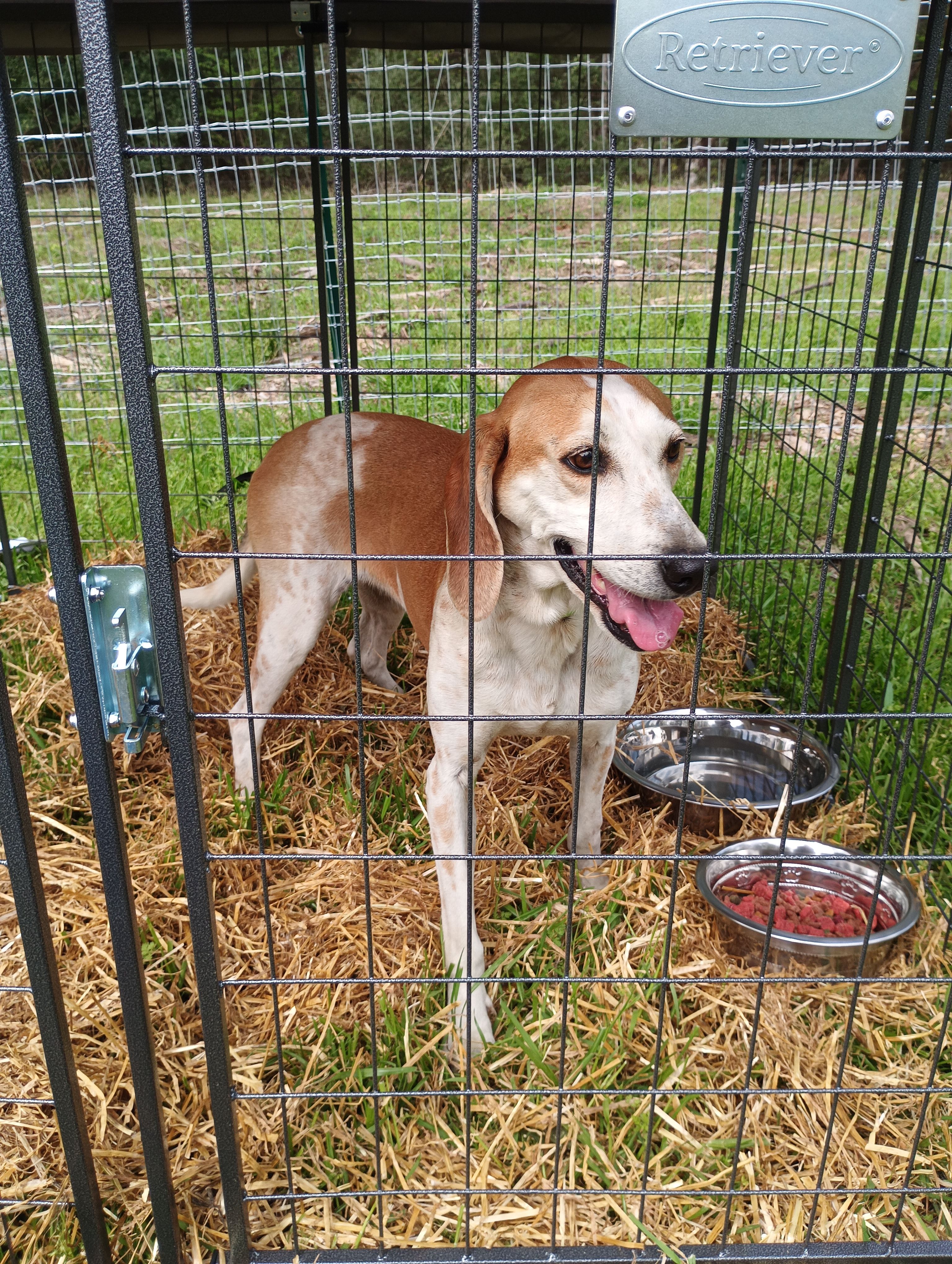 Panola County Dog Rescue