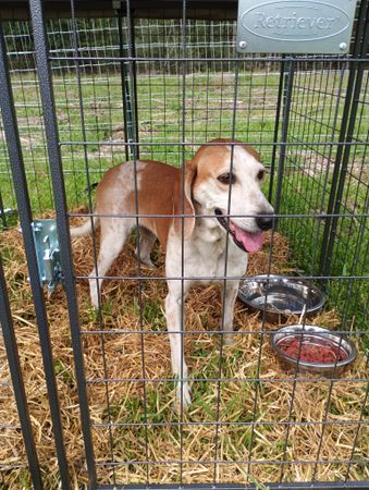 Panola County Dog Rescue