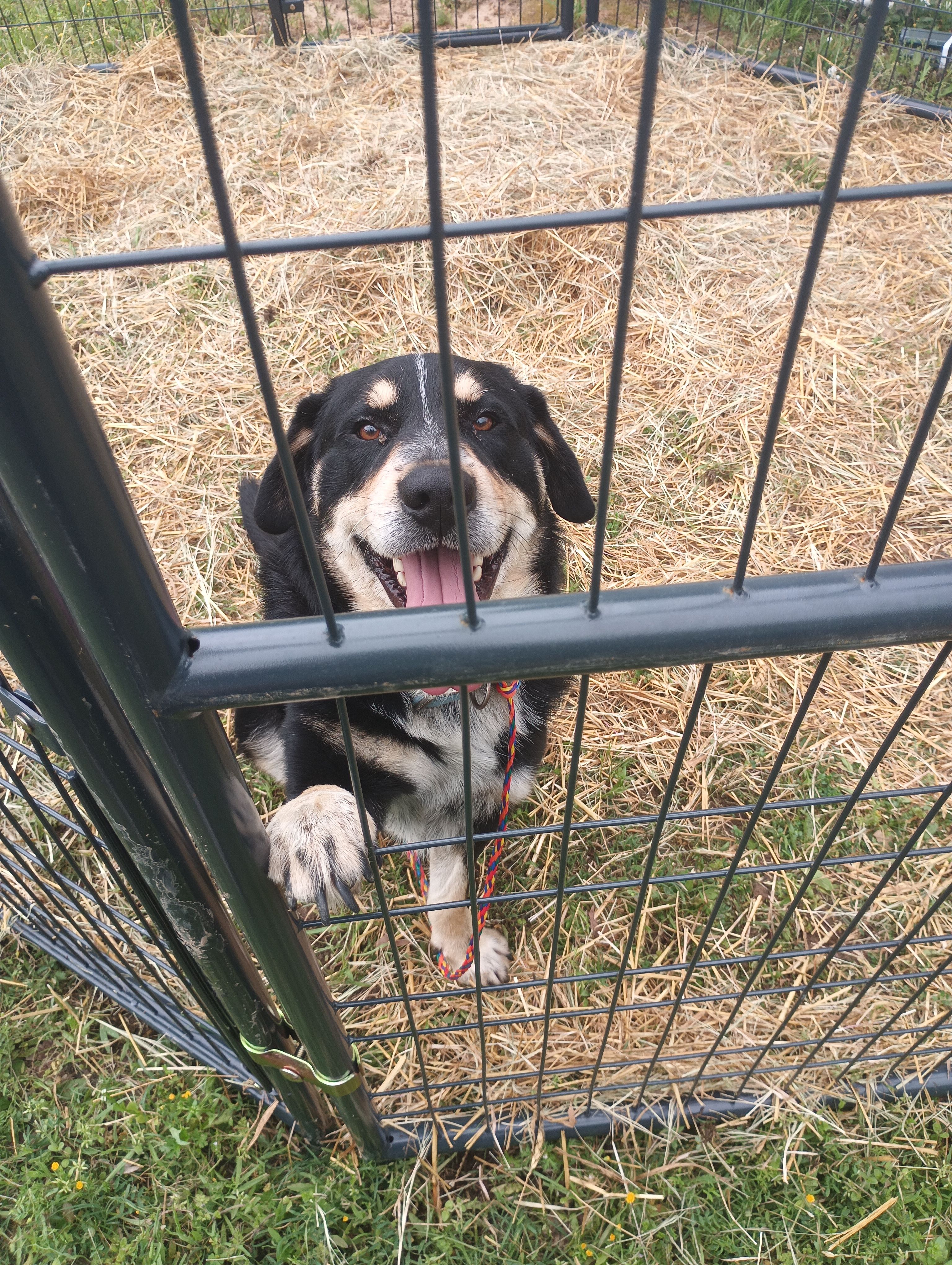 Panola County Dog Rescue