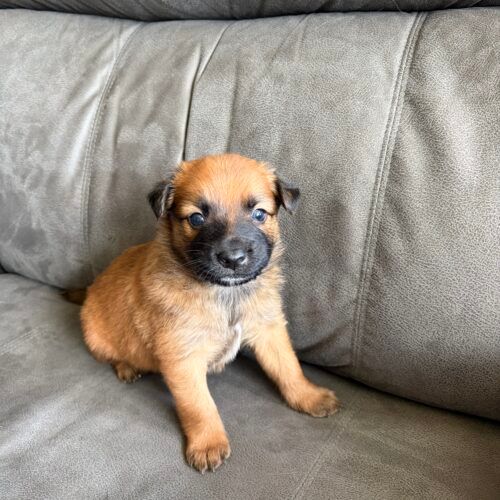 Annie's little paws rescue