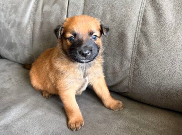 Annie's little paws rescue