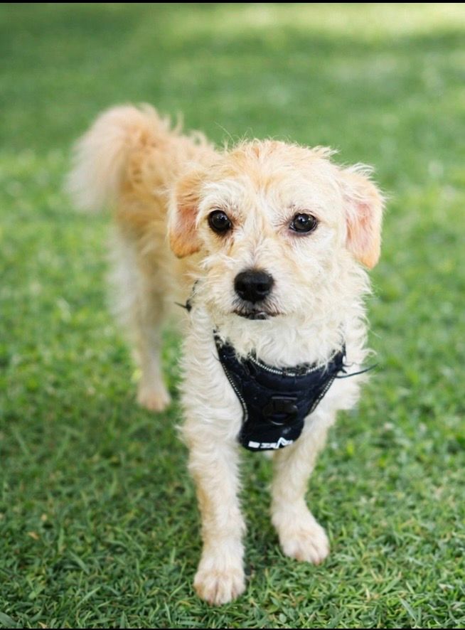 Annie's little paws rescue
