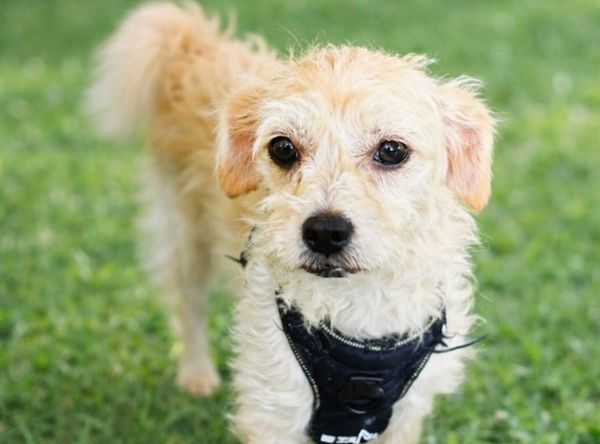 Annie's little paws rescue