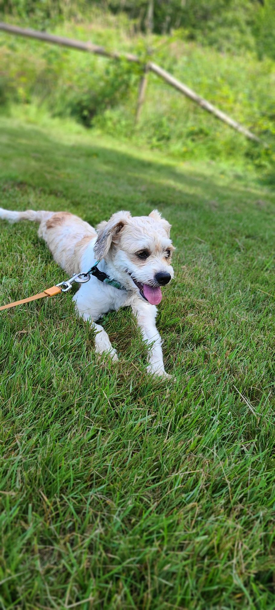 Annie's little paws rescue