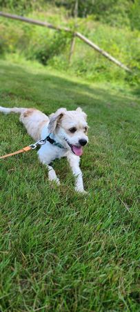 Annie's little paws rescue