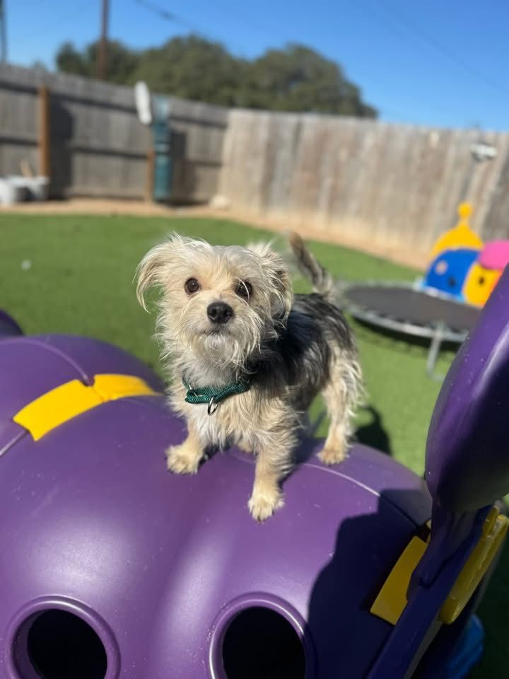 Bluus Cluus texas Street Rescue