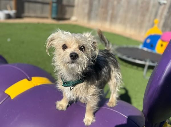 Bluus Cluus texas Street Rescue