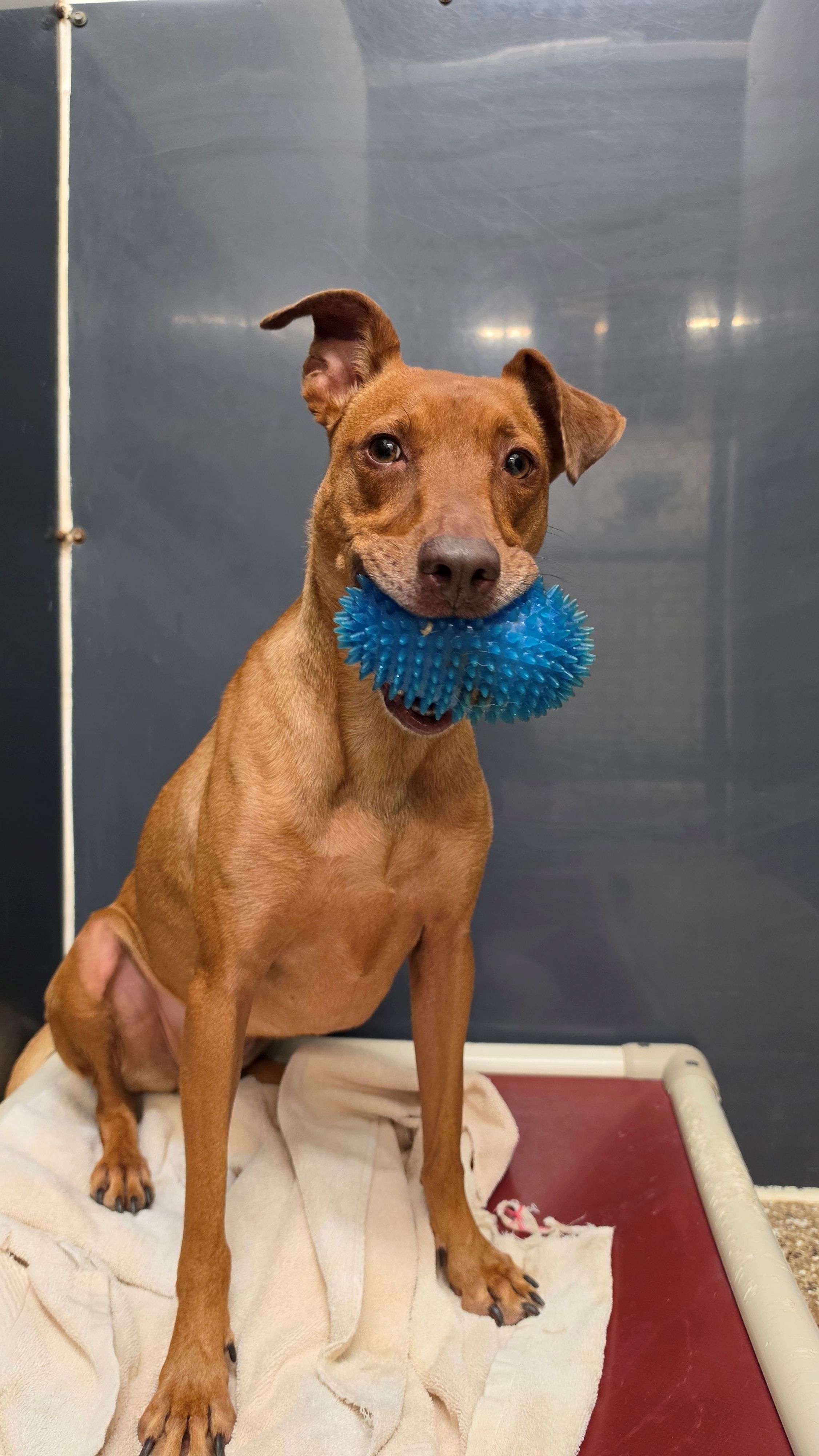 Capital Area Animal Welfare Society
