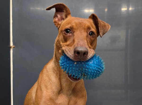 Capital Area Animal Welfare Society