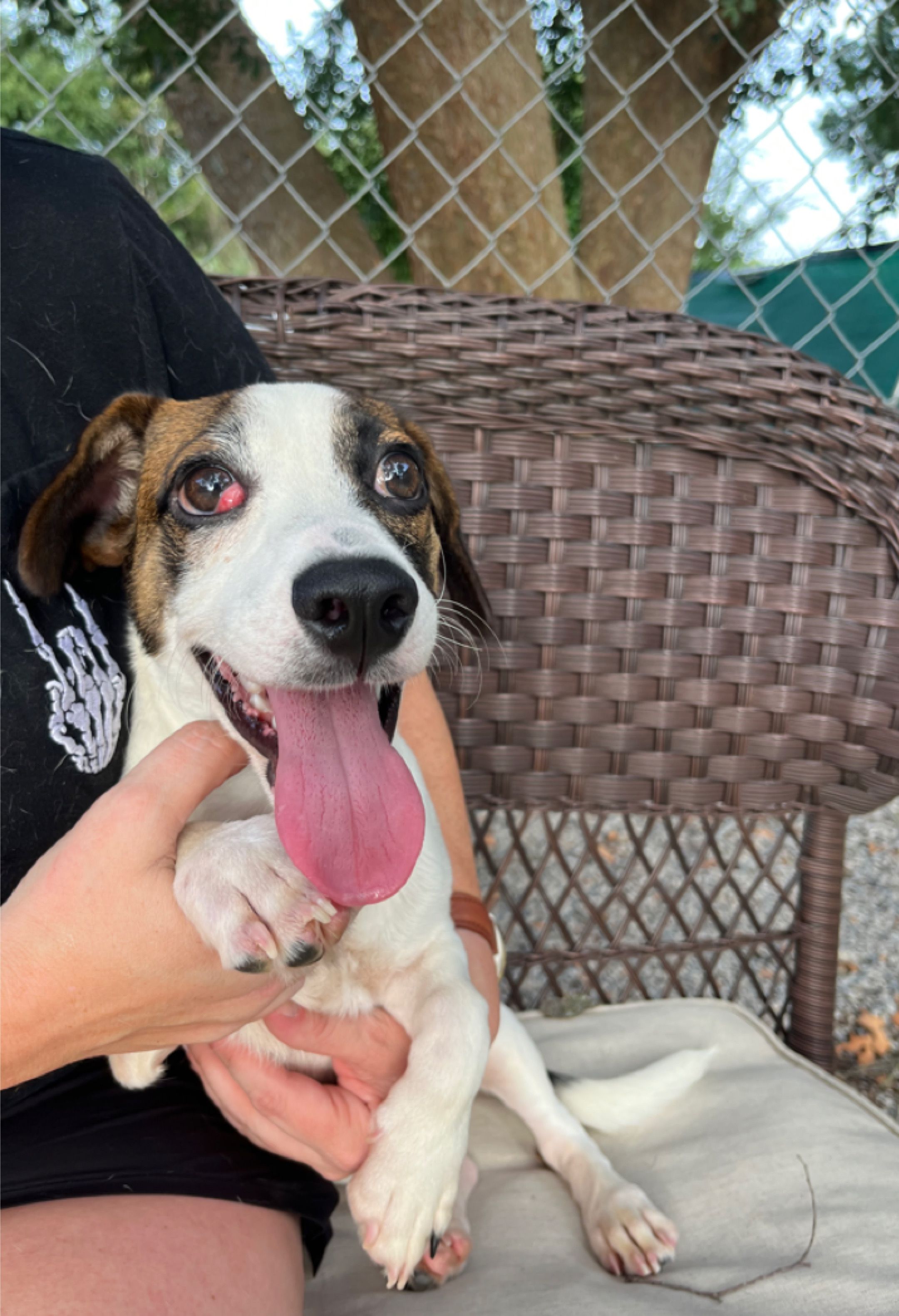 Capital Area Animal Welfare Society