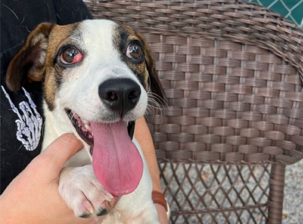 Capital Area Animal Welfare Society