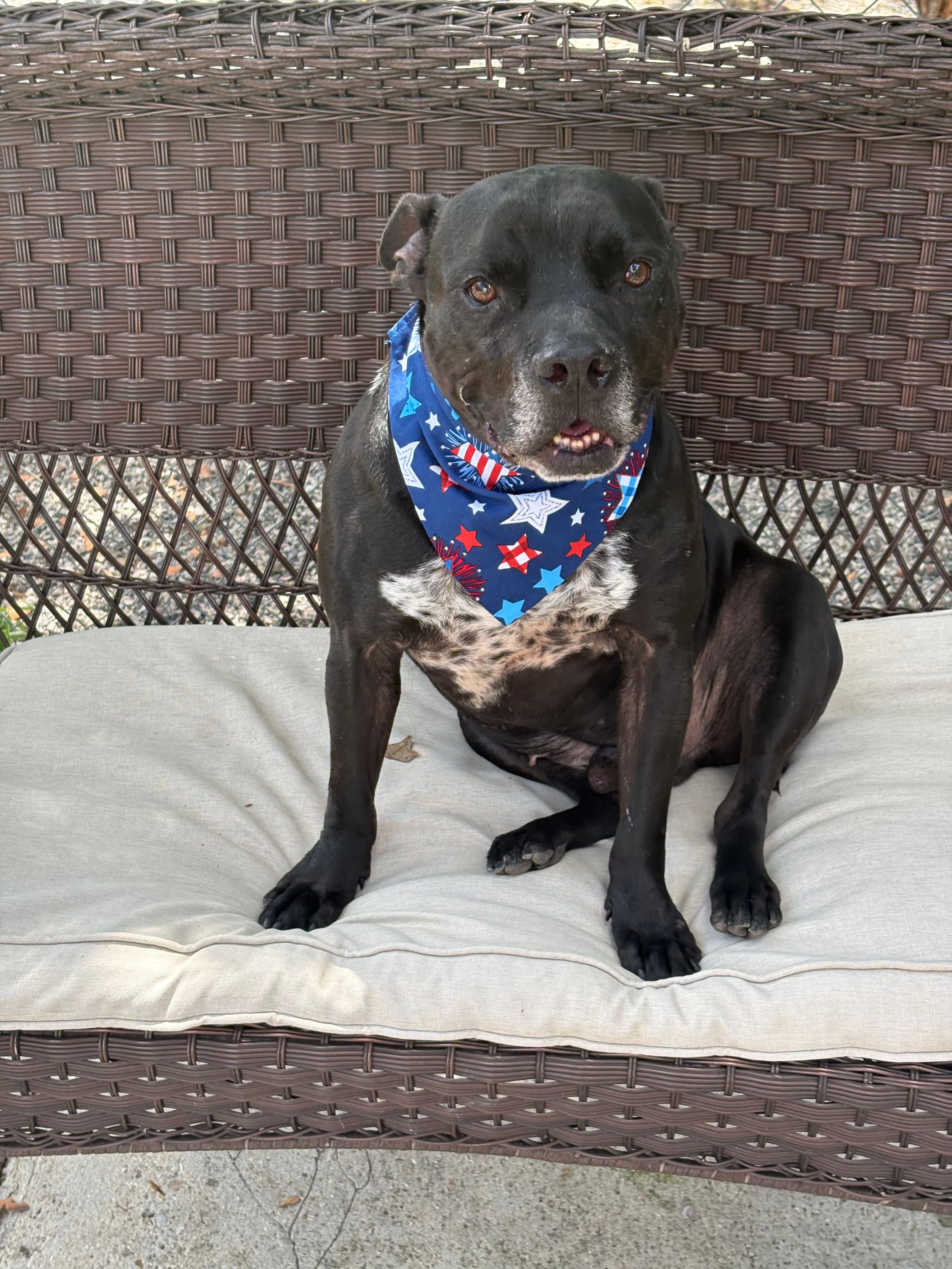 Capital Area Animal Welfare Society