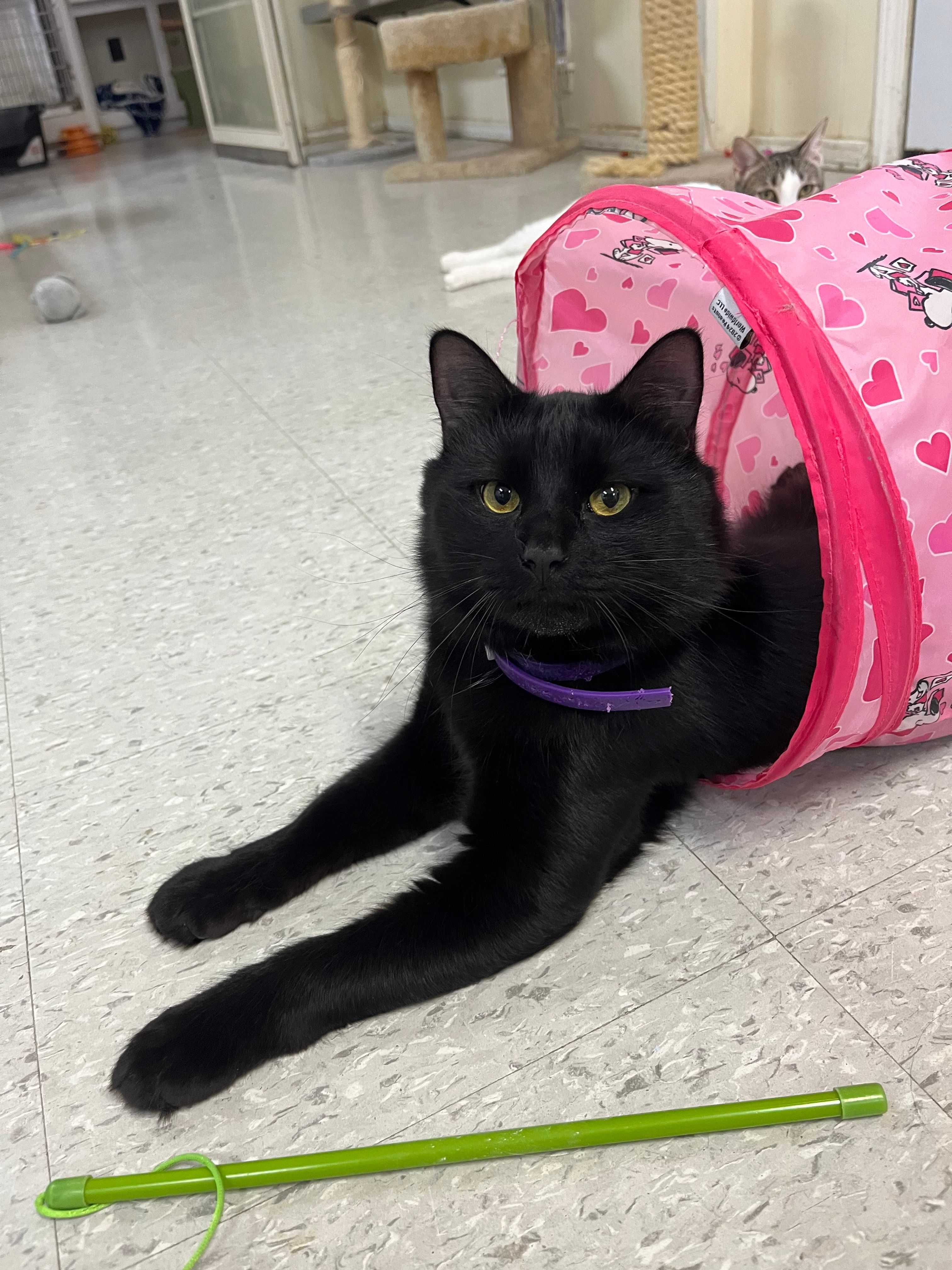 Capital Area Animal Welfare Society