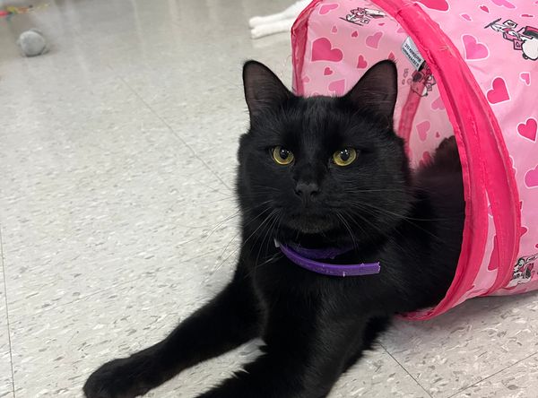 Capital Area Animal Welfare Society