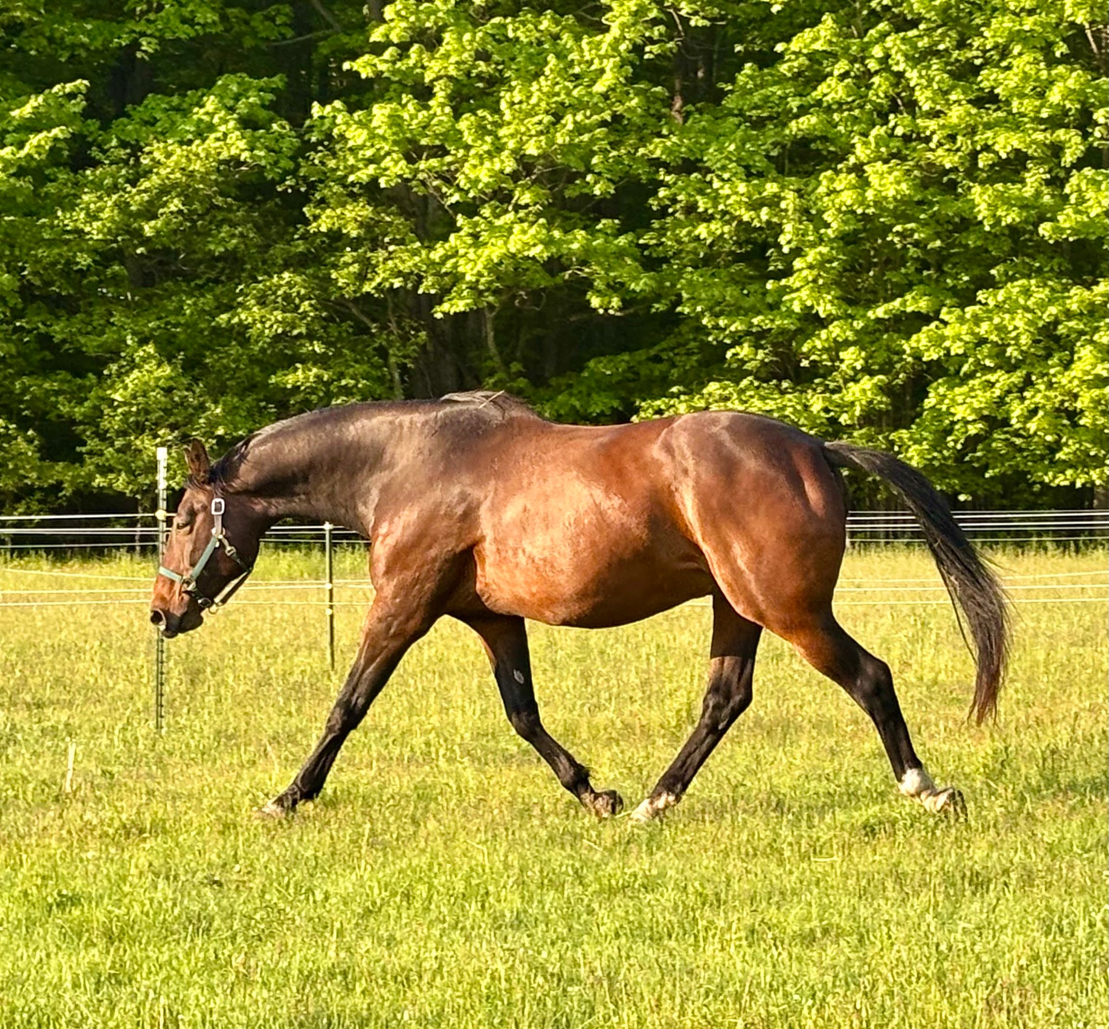 Sundog Sporthorse Sanctuary PC