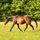 Sundog Sporthorse Sanctuary PC