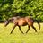 Sundog Sporthorse Sanctuary PC